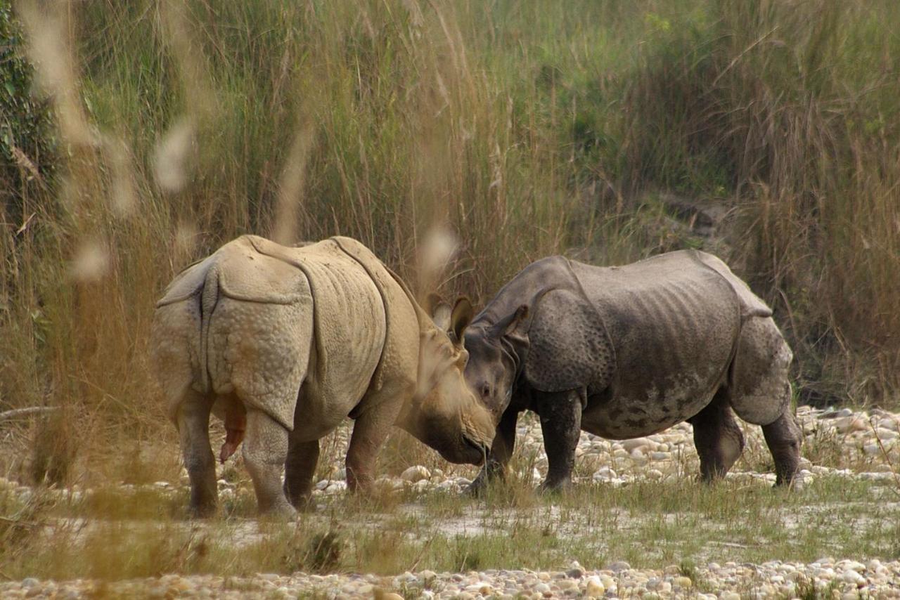 Bardia Wildlife Resort Bardiya Exterior photo